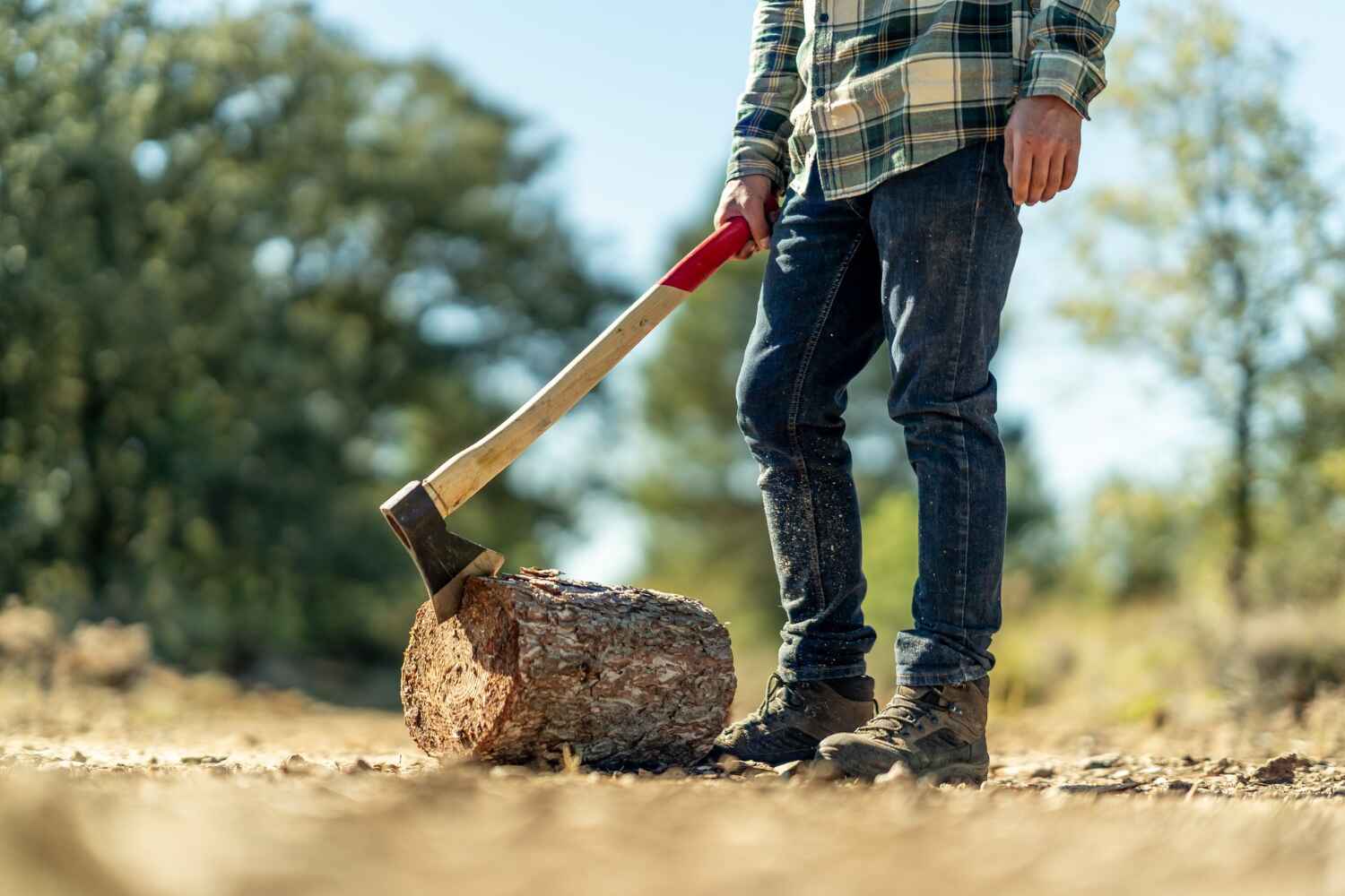 The Steps Involved in Our Tree Care Process in Graham, TX